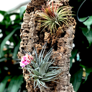 Featured Post Image - Tillandsias, les filles de l’air