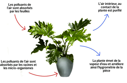 Featured Post Image - LES PLANTES DEPOLLUANTES